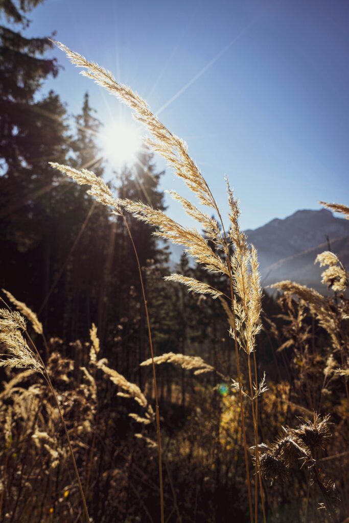 Auf den Spuren des Zauberbergs: Eine Reise durch die Schweizer Bergregionen